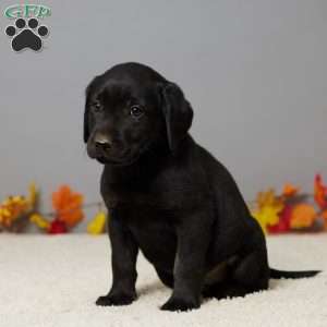 Bear, Black Labrador Retriever Puppy